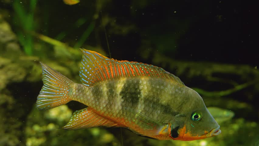 Close up of Cichlid Fish swimming away | Shutterstock HD Video #1101792503