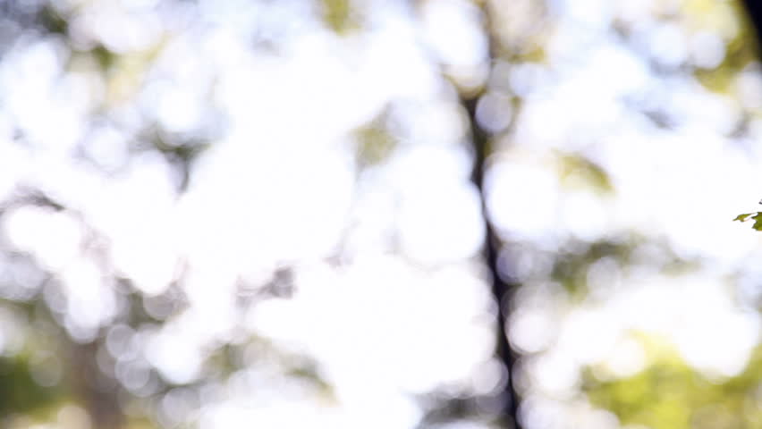 Green Leaves in the Woods