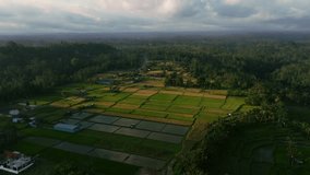 Rice Terrace, Ubud, Bali, Indonesia. Top view
