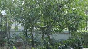 heavy rain, home-grown lemon tree, lemon on the tree, 3 video clips