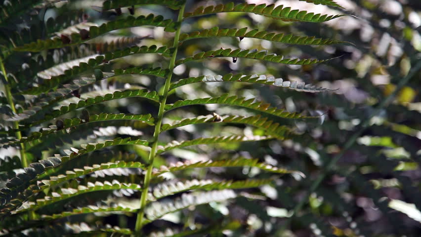 Green Fern Plant in the Woods