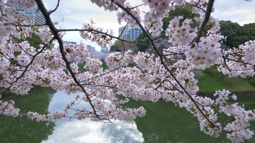 Sakura blossom near Imperial Palace in Tokyo, springtime in Japan, sightseeing in Japanese capital with cherry trees in bloom at the moat at Chidorigafuchi Park | Shutterstock HD Video #1101805205