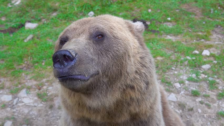 The bear prepares to attack shows its Jaw with teeth and is ready to attack. slow motion