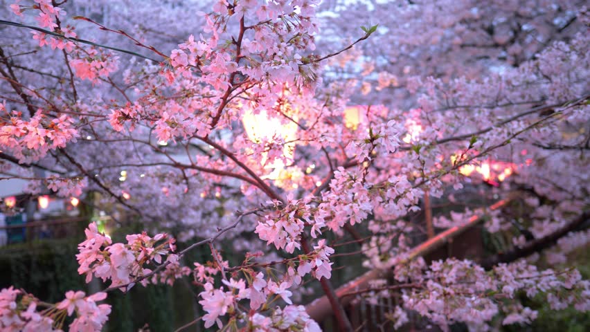 Beautiful pink sakura in the evening illuminated with paper lanterns on Meguro River in Tokyo, spring in Japan with cherry trees in bloom. High quality 4k footage | Shutterstock HD Video #1101806997