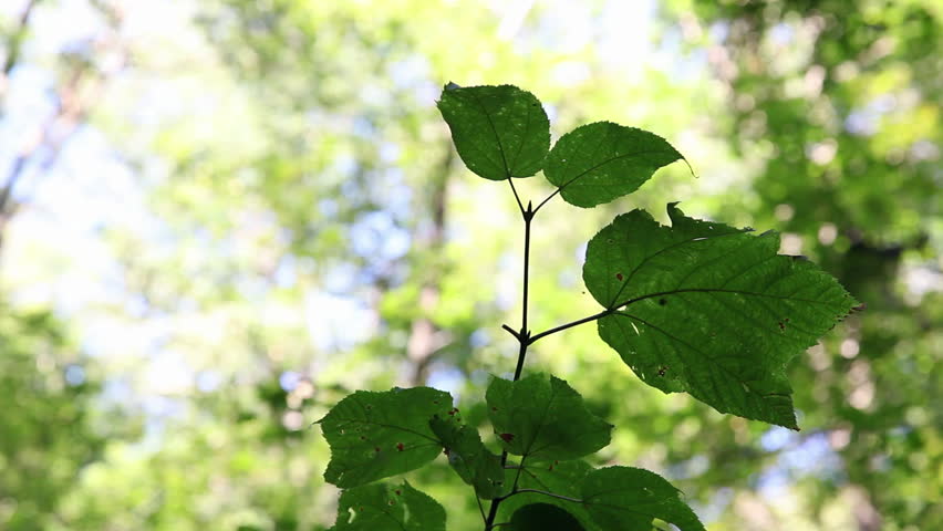 Green Leaves in the Woods.
