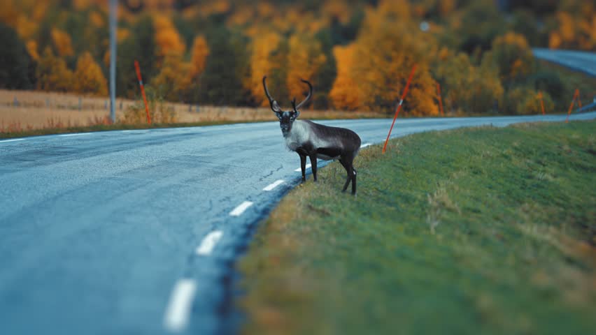 A reindeer with huge antlers crosses the road in the Norwegian countryside  Royalty-Free Stock Footage #1101808541