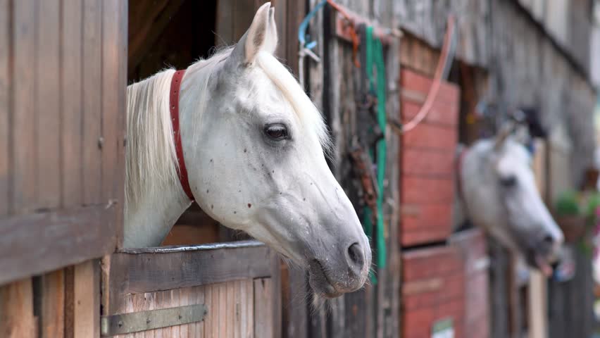 White Arabian horse with brown spots, detail - only head visible out from wooden stables box, another blurred animal background Royalty-Free Stock Footage #1101810283