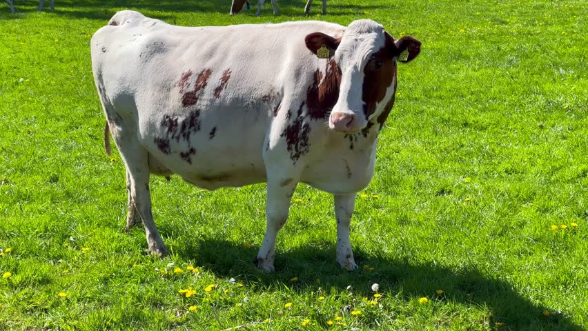 Herd of cows grazes on green meadow in the Netherlands. High quality 4k footage