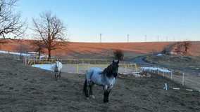 Horses at country ranch in late winter, portrait, looking at camera, drone footage