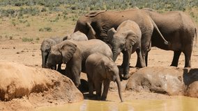 African elephants (Loxodonta africana) at a waterhole, Addo Elephant National Park, South Africa