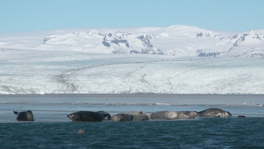 Fur Seals lying on ice, Jokulsarlon Glacial Lagoon, Vatnajokull national park, Iceland. Ocean Coast with Floating Ice Floes. Iceland Wildlife Nature. Sea Lions, Wild Animal in Natural Environment.