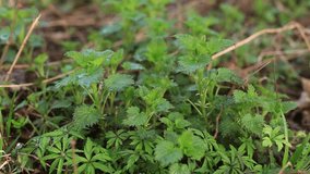 Young nettles, spring, video. Medicinal herbs harvesting concept.
