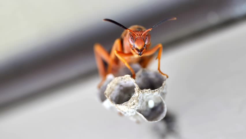 Female paper wasp and her nest macro shot Royalty-Free Stock Footage #1101820939