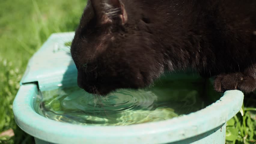 Black color Cat drinks clean water from water dispenser | Shutterstock HD Video #1101825827