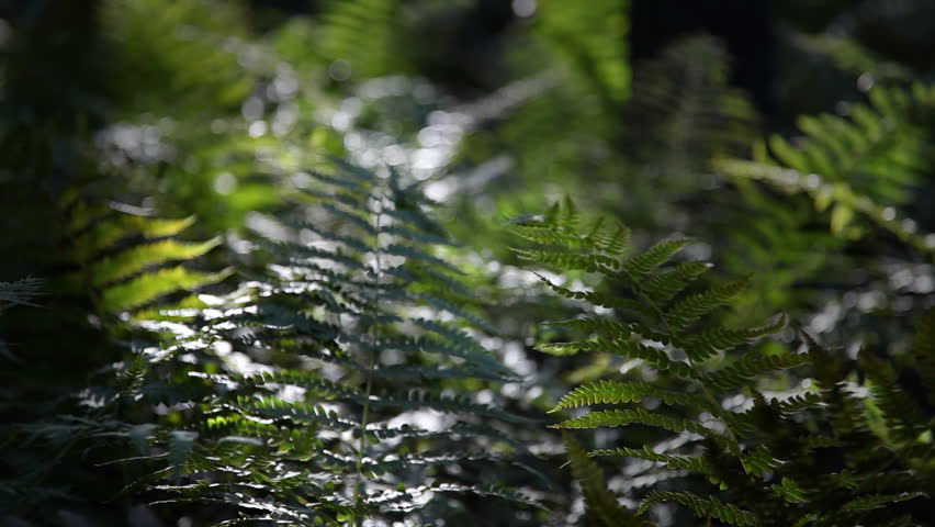 Close-up of a Fern Plant in the Woods.