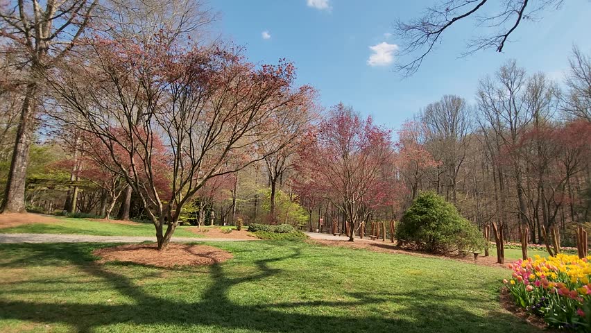 panning footage of a spring landscape in the garden with colorful tulips, red trees, green trees, grass and plants, people walking with blue sky and clouds at Gibbs Gardens in Ball Ground Georgia USA