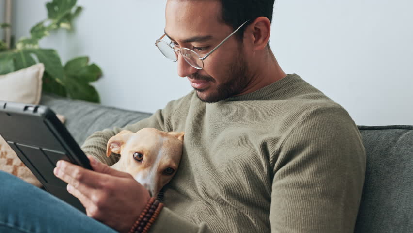 Happy, man and dog on sofa with tablet laughing in playful happiness and love for pet relaxing at home. Male freelancer smile and playing with loving animal on couch while reading news on touchscreen Royalty-Free Stock Footage #1101837409