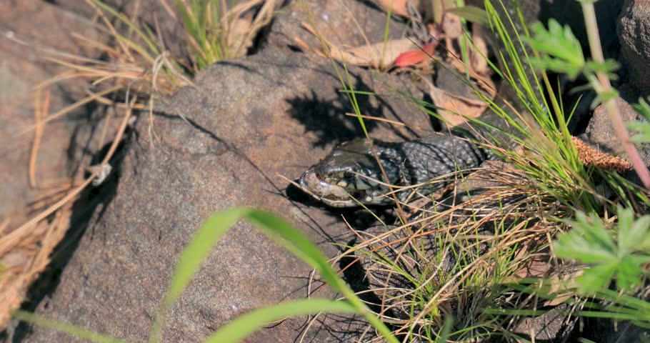 Grass snake (Natrix natrix) eats its prey. Sometimes called the ringed snake or water , is a Eurasian non-venomous colubrid snake.