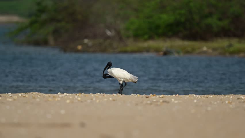 Migratory birds - Black-headed ibis wandering around the shallow back waters at the Pulicat  Bird Sanctuary lake in winter season