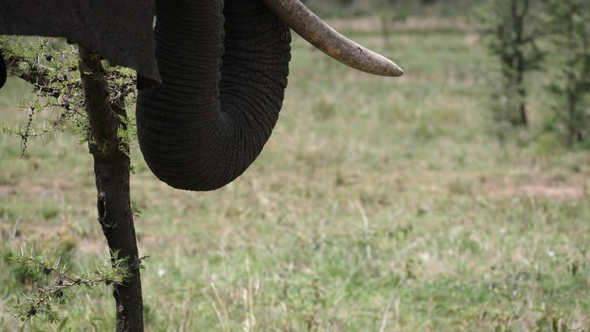 Near footage from african elephant trunk | Shutterstock HD Video #1101840881