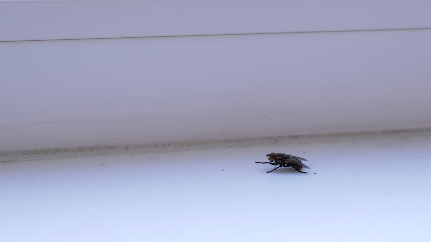 Large Gray Fly Sitting on a Dirty White Windowsill, Cleaning Wings, Paws. One flying dung fly grooming body inside a room. Insect with red eyes crawls on white background. Isolated. Light. Hygiene. | Shutterstock HD Video #1101840963