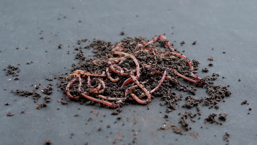 Close up Crawling Red Earthworms in Black Soil Isolated on Black Background. Slow motion. A group of wriggling earthworms in wet compost. Fishing worms. Red worms Dendrobaena. Loosening fertile soil. | Shutterstock HD Video #1101841077