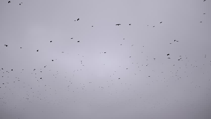 A Flock of Black Birds Flies and Circles in a Gloomy Cloudy Empty Autumn Sky. Soaring black silhouettes of crows high in the grey sky. Many wild birds flap their wings, swirling in a whirlwind of air. | Shutterstock HD Video #1101841113