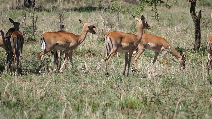 Big group of Impalas walking, camera follow | Shutterstock HD Video #1101841139