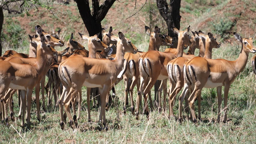 Group of Impalas resting, Serengeti | Shutterstock HD Video #1101841163