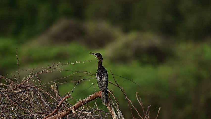Migratory birds Little Cormorant wandering around the Bird Sanctuary lake on a winter foggy morning 
