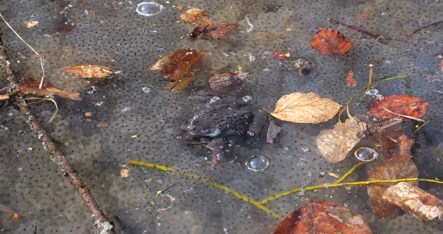 Frogs and their caviar in the water of a spring pond.