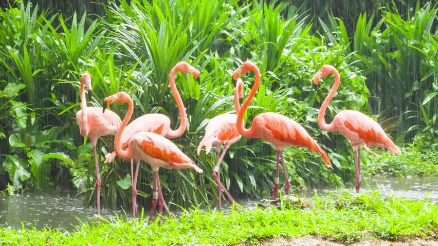 Several flocks of flamingos are looking for food in a pond | Shutterstock HD Video #1101841971
