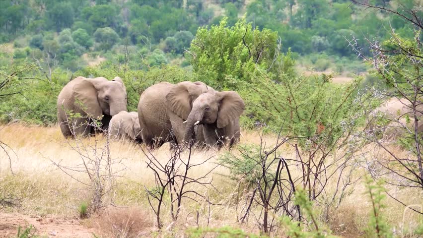 A group of elephants playing in a meadow | Shutterstock HD Video #1101841997