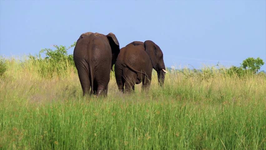 A group of elephants playing in a meadow | Shutterstock HD Video #1101841999