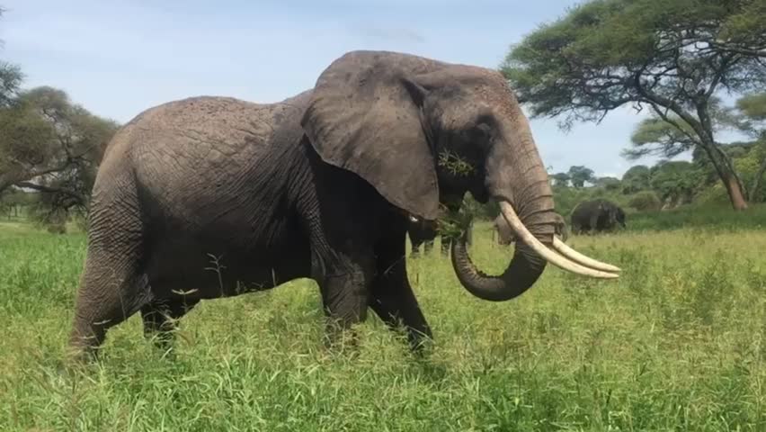 A group of elephants playing in a meadow | Shutterstock HD Video #1101842001