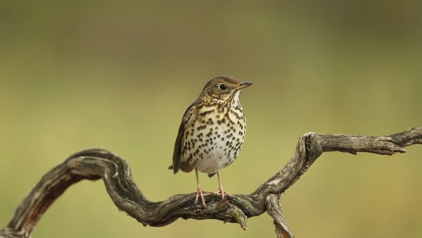 Song thrush on a perch near a natural water point in a mediterranean forest at first light in the morning. Royalty-Free Stock Footage #1101842429