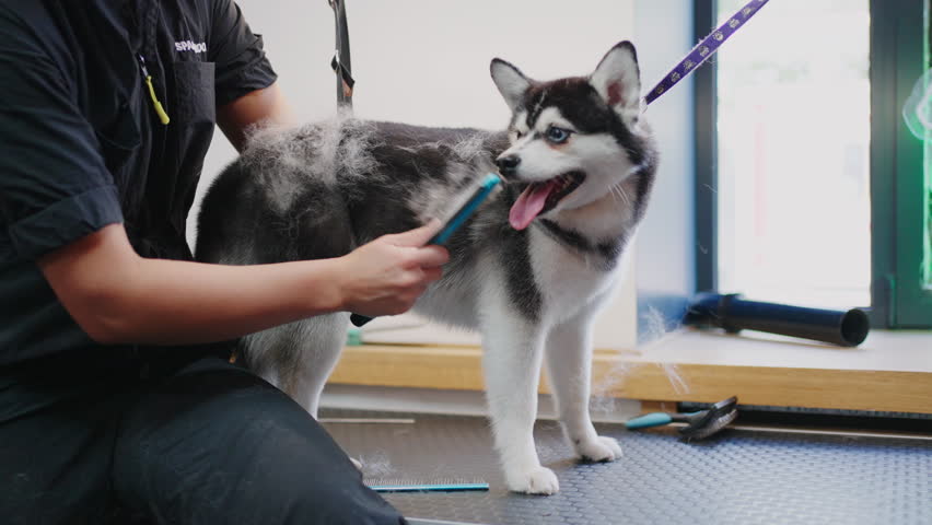 groomer is combing out undercoat of alaskan klee kai dog in shedding season, brushing dog hair Royalty-Free Stock Footage #1101844721