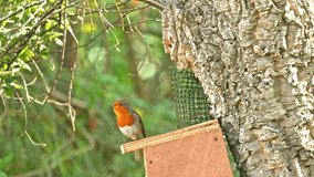 European Robin (Erithacus rubecula) standing on a nesting box and singing