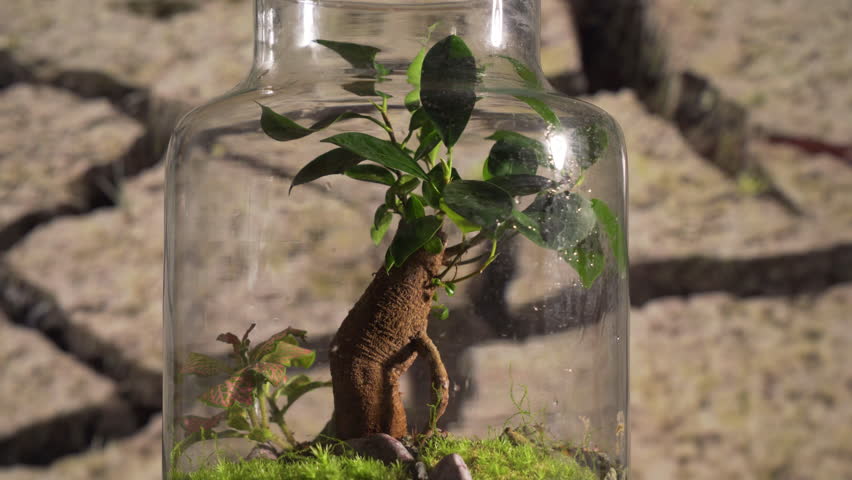 save the planet Witness the beauty of nature come to life in this stunning ecosystem in a jar. From the delicate balance between soil and water to the incredible diversity of plant life, you'll be Royalty-Free Stock Footage #1101847005