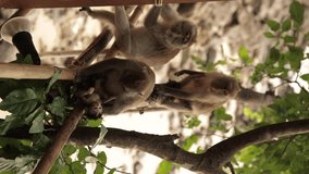 Wild monkeys playing on a beach and taking care of each other in exotic Krabi Phuket Thailand south east Asia