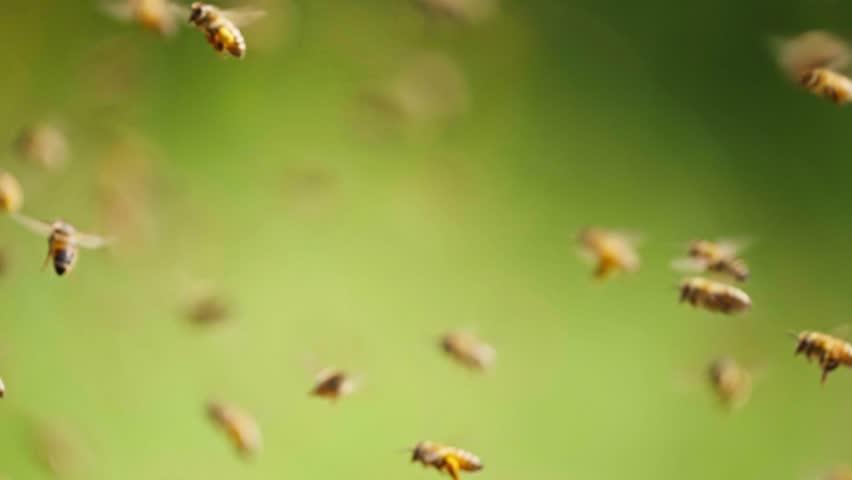 Slow motion of Swarms of bees are flying in the spring sunshine In front of the emerald green background of nature Royalty-Free Stock Footage #1101848263