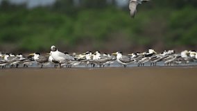 Migratory birds - Little Tern wandering in the coastal beach of Pulicat - India- slow motion video