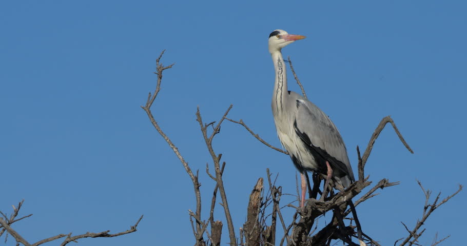 Grey herons, Ardea cinerea, Camargue,  ornithological park of Pont de Gau in France