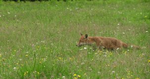 Red Fox, vulpes vulpes, Adult Running in Tall Grass, Normandy in France, Real Time 4K