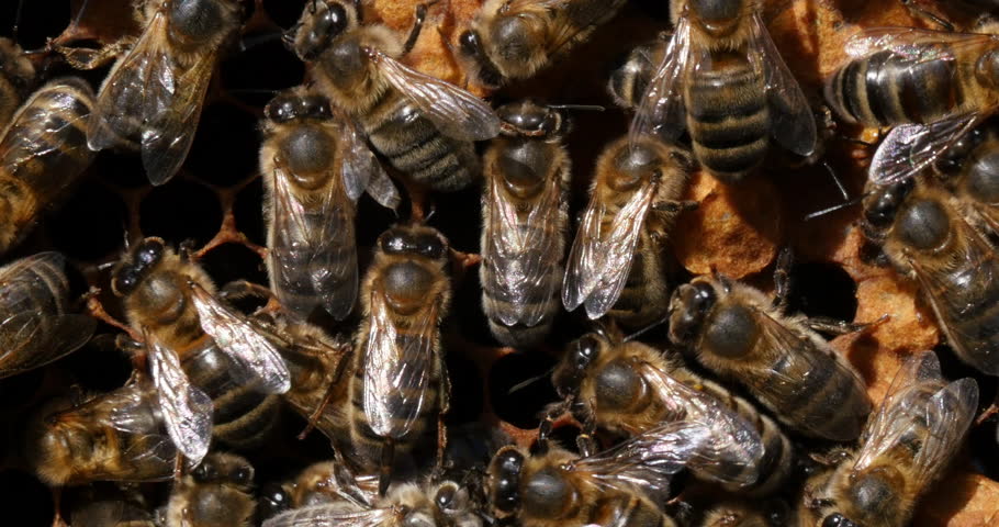European Honey Bee, apis mellifera, Black Bees working on Bee Brood, Bee Hive in Normandy in France, Real Time 4K