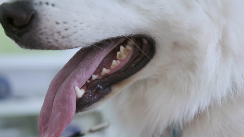 Close-up of dog muzzle with mouth open tongue sticking out in veterinary clinic