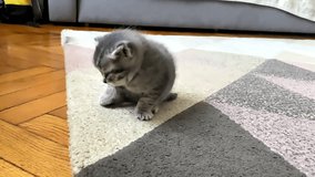 Cute little newborn striped gray white kitten at home walking on floor, adorable little cats, domestic funny kitty pets playing home.advertising footage video