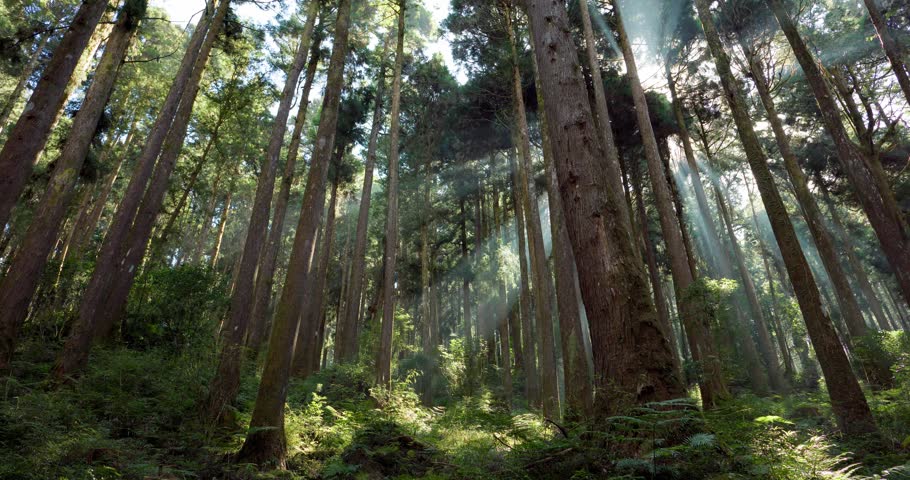 Green forest at Alishan National Forest Recreation Area with sunlight flare thought the tree | Shutterstock HD Video #1101853139