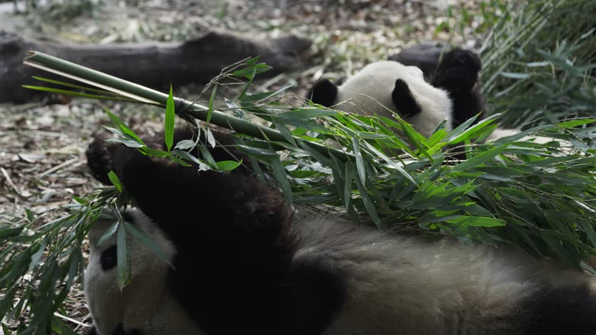 panda lying on the ground eating bamboo