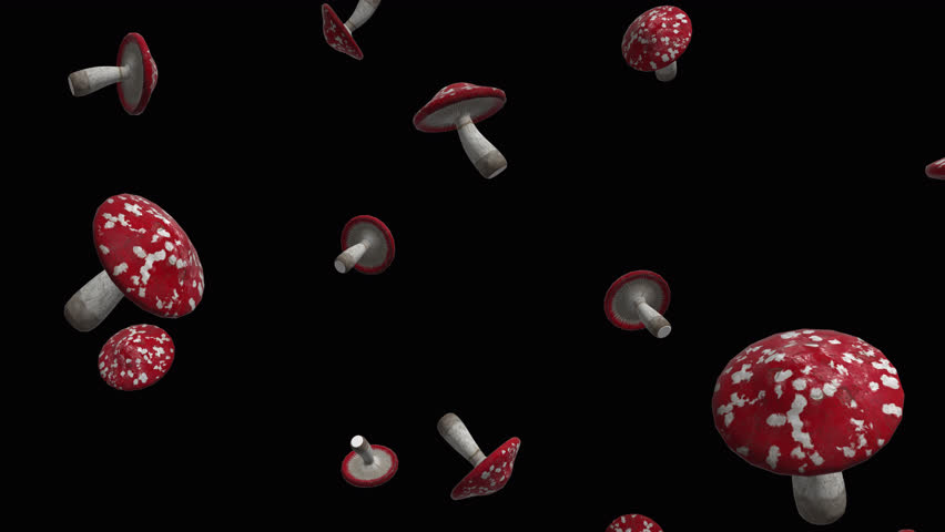 Mushrooms, fungus or billycock background. Falling mushrooms over alpha channel. Rain of mushrooms across the screen.